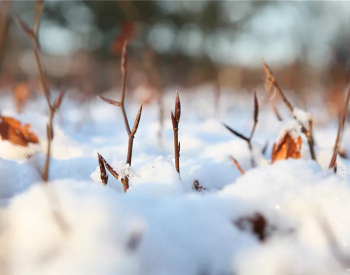 Den Garten winterfest machen