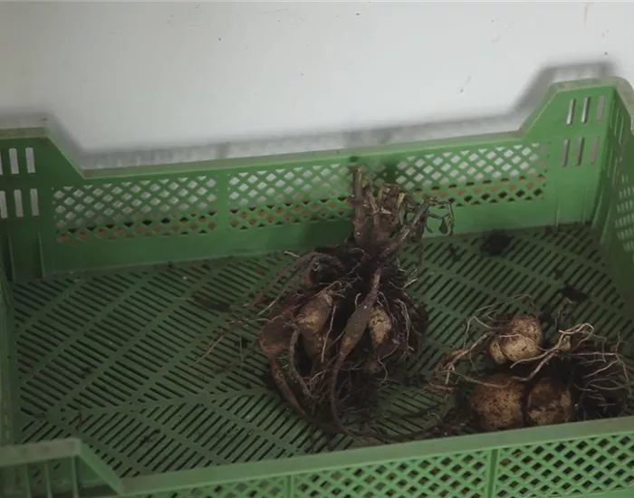 Dahlie - Überwintern