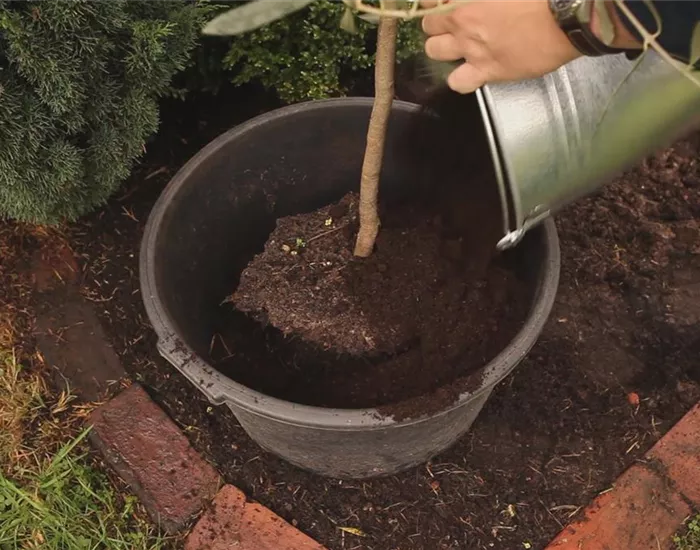 Olivenbaum - Überwintern