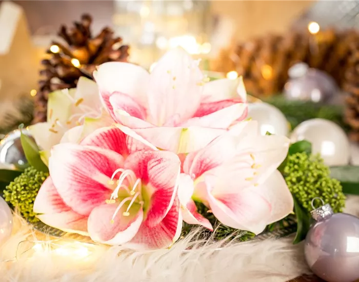 Amaryllis – weihnachtlicher Blütentraum