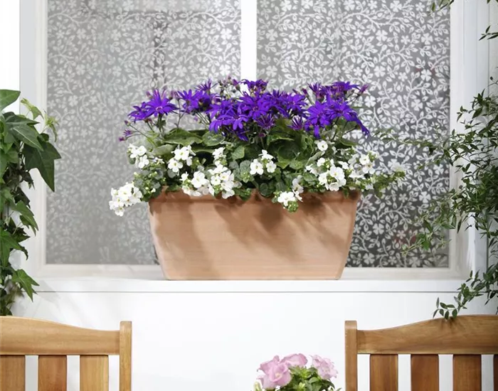 Der Winter wird grün: Winterharte Pflanzen für den Balkon