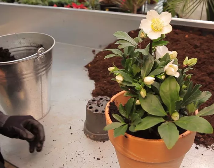 Christrose - Einpflanzen in ein Gefäß