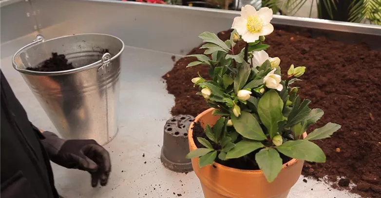 Christrose - Einpflanzen in ein Gefäß (thumbnail)