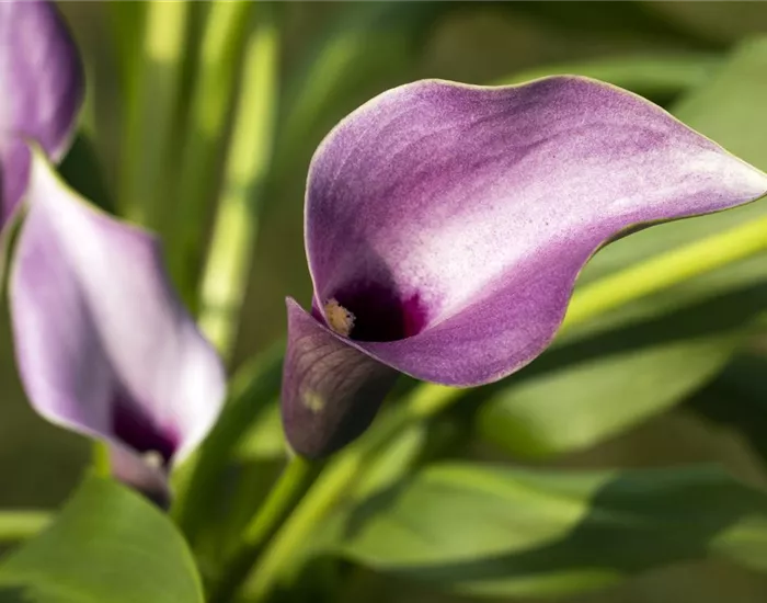 Frostempfindliche Schönheit: Calla überwintern