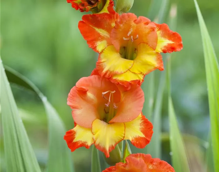 Gladiolen überwintern: Vorbereitung und Lagerung
