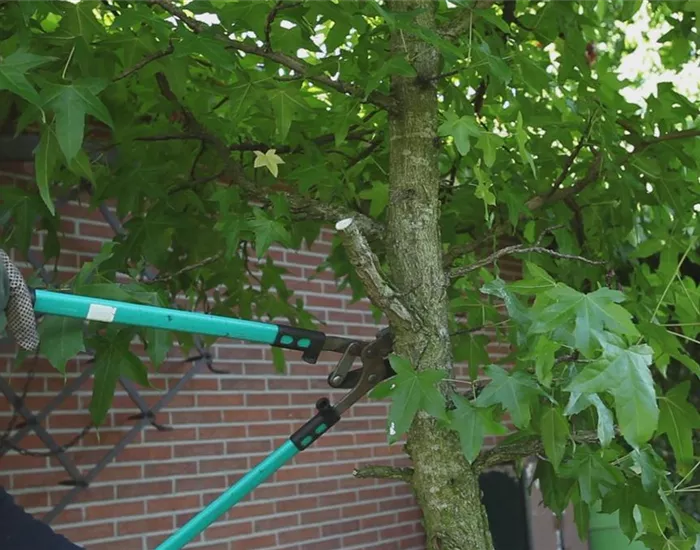 Laubgehölz - Zurückschneiden im Herbst