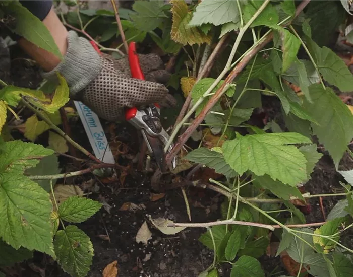 Himbeeren - Zurückschneiden im Herbst