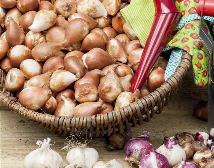 Blumenzwiebeln pflanzen im Garten