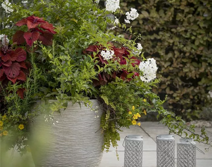 Kübel winterfest machen