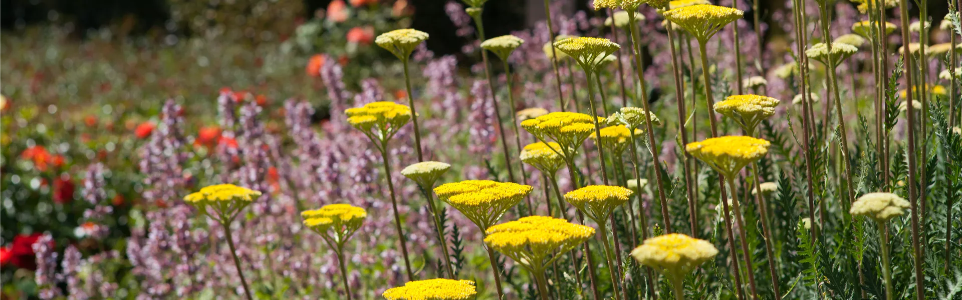 Achillea filipendulina