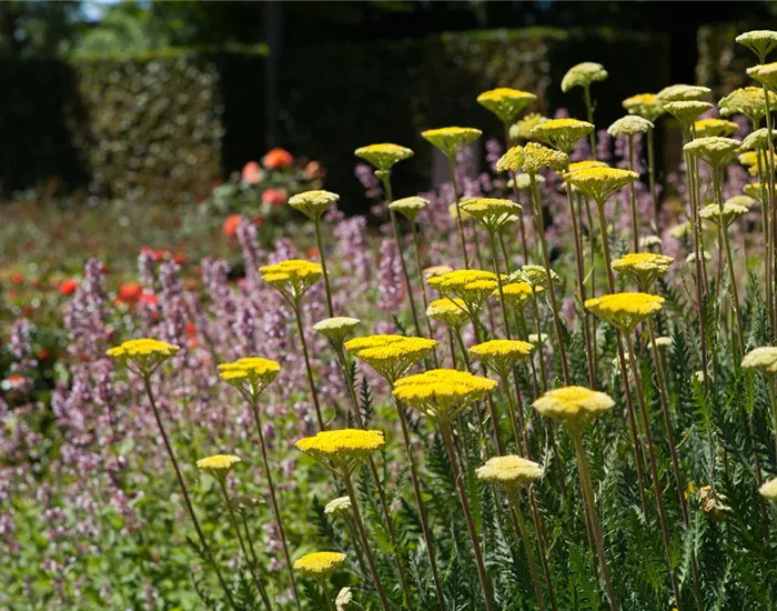Staudengarten – Gestaltungshinweise und Tipps