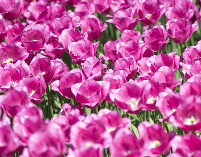 Stauden und Blumenzwiebeln kombinieren