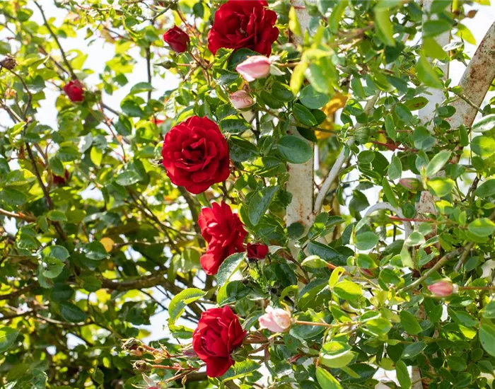 Veredelung von Rosen