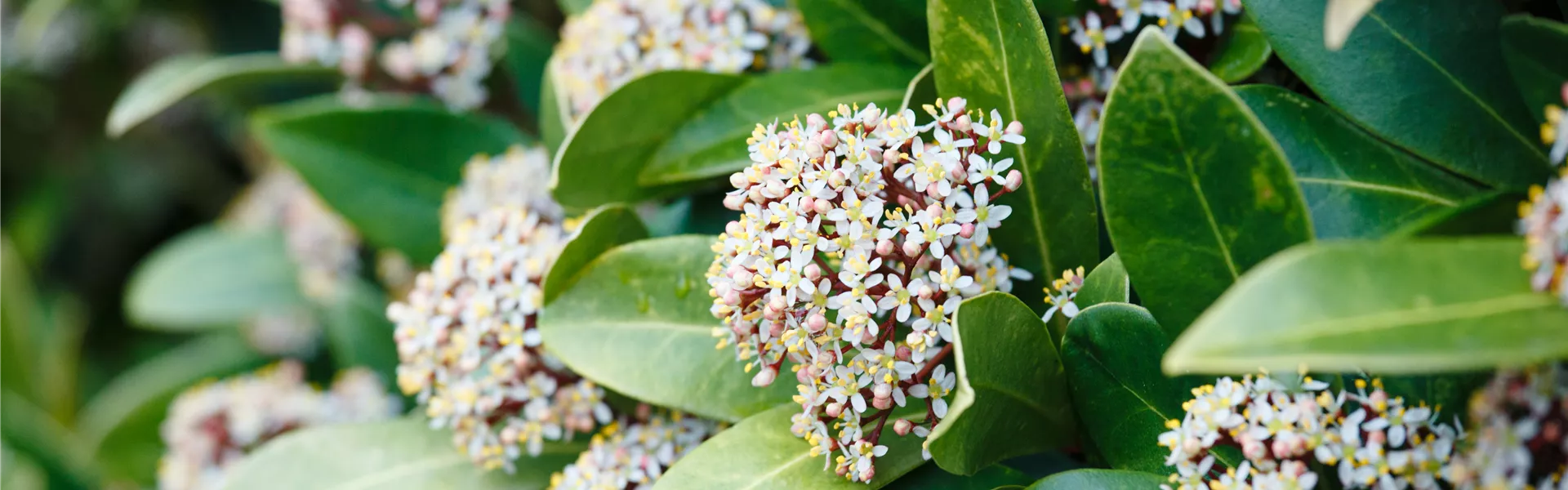 GS531771.jpg GS531771.jpg