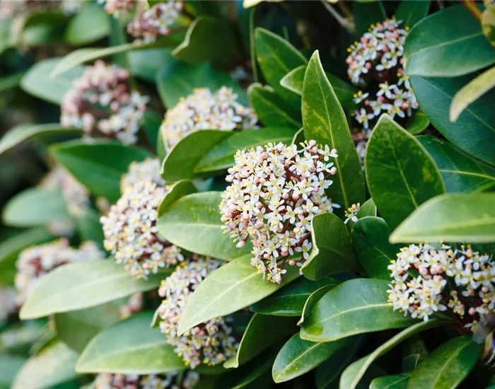 Vom Grünen und Blühen im Schnee Vom Grünen und Blühen im Schnee