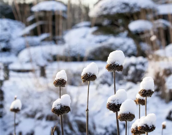 Weihnachtliche Stimmung im Garten