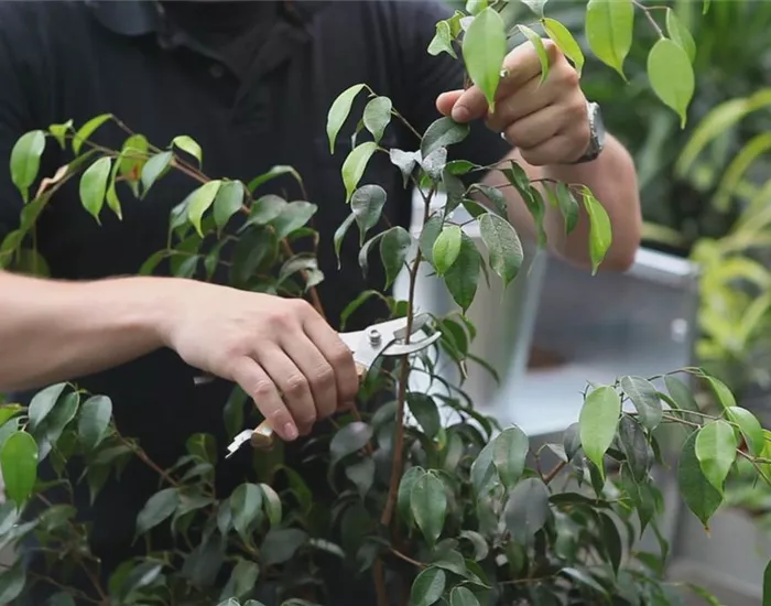 Grüne Zimmerpflanzen - Zurückschneiden und Pflegen