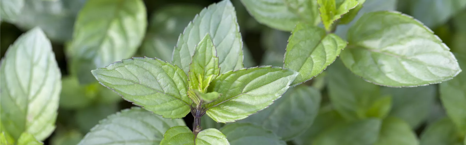 Mentha x piperita 'Chocolate'