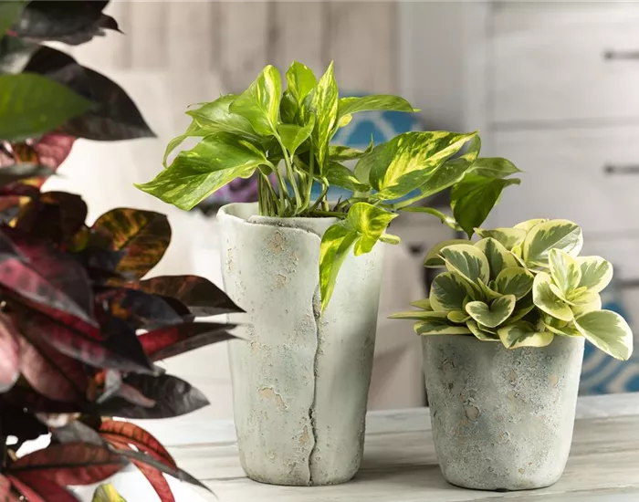 Efeutute - unkompliziert und anfängerfreundlich