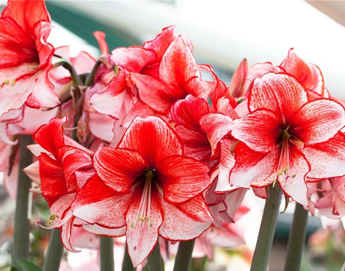 Amaryllis – pflanzen und pflegen im Haus