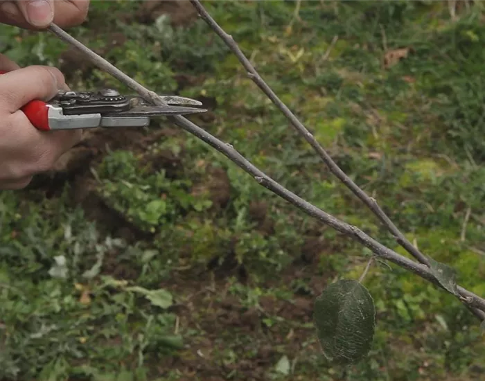 Apfelbaum - Pflanzschnitt