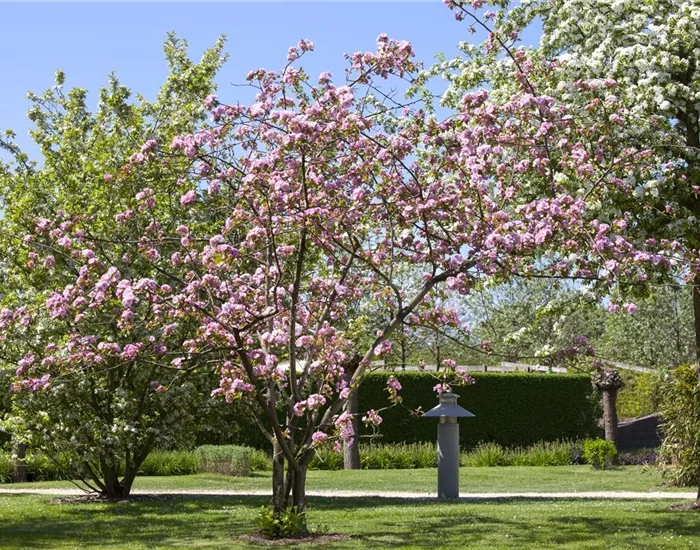 Obstgehölze schneiden - Basis ertragreicher Ernten