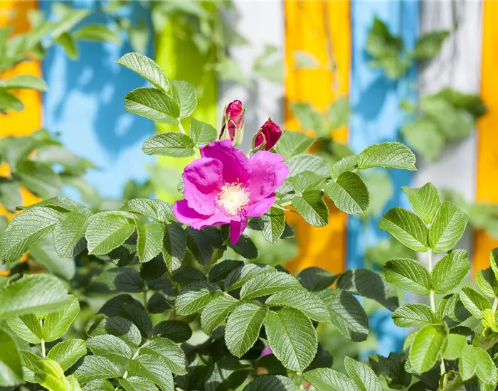 Warum nicht jede Rose eine Duftrose ist Warum nicht jede Rose eine Duftrose ist