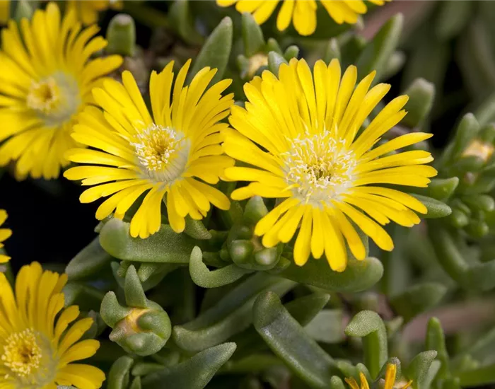 Winterharte Eisblumen (Delosperma congesta) für den Steingarten