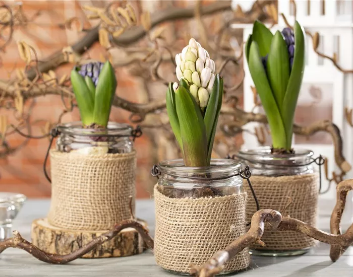 Hyazinthen als Dekoration zu Weihnachten Hyazinthen als Dekoration zu Weihnachten