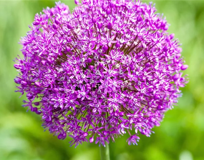 Zierlauch - Einpflanzen im Garten