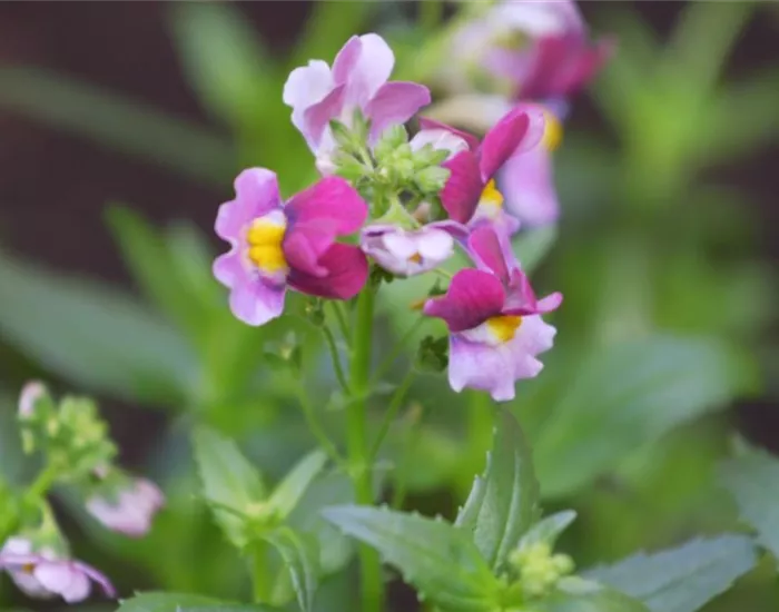 Elfenspiegel - Einpflanzen im Garten