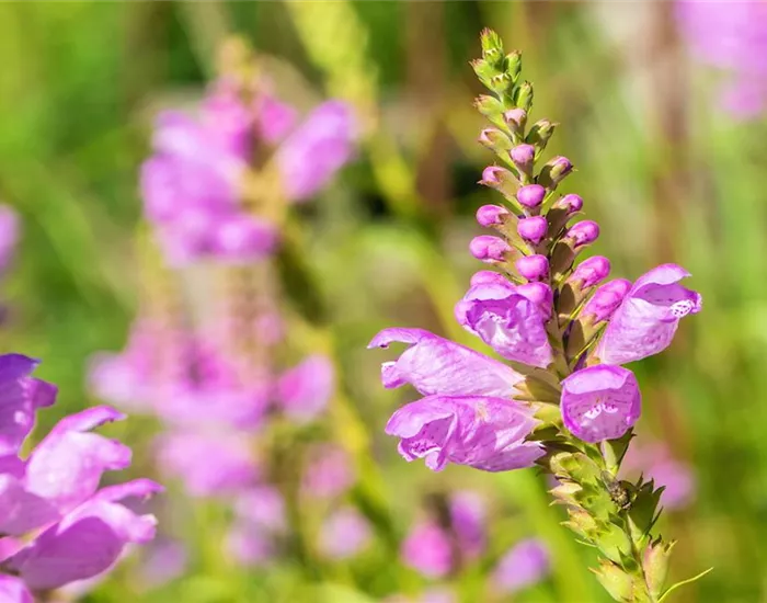 Gelenkblume - Einpflanzen im Garten