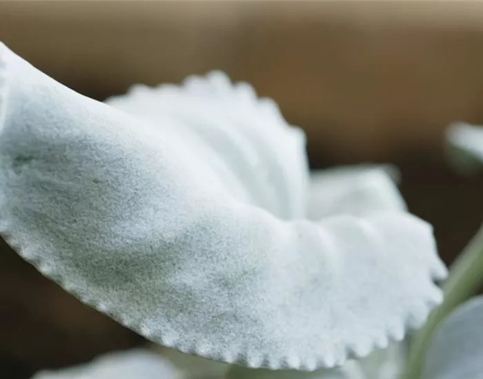 Silberblatt (Senecio) - Einpflanzen im Garten