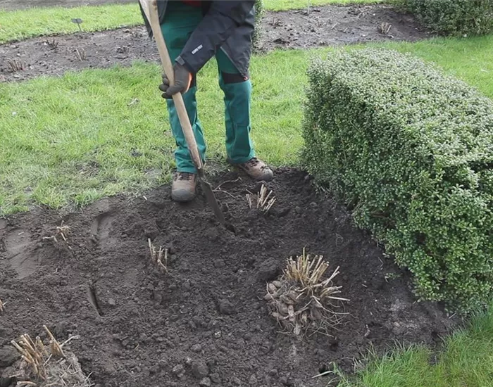 Dahlien - Einpflanzen im Garten