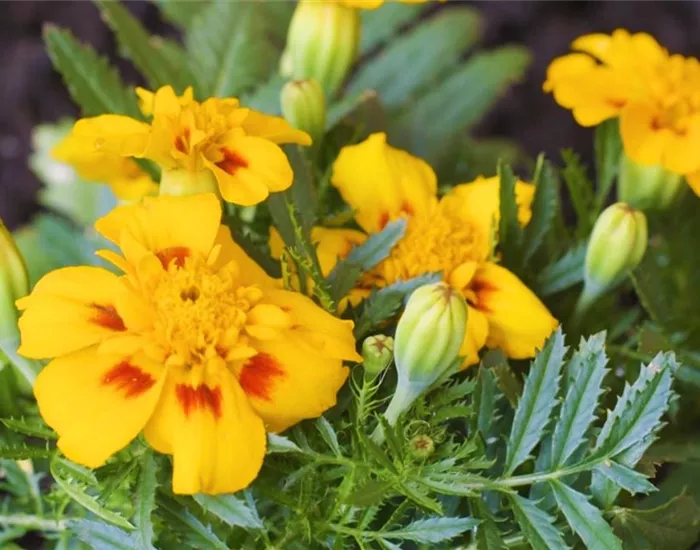 Studentenblume - Einpflanzen im Garten