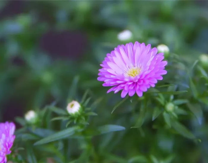 Glattblatt Aster - Einpflanzen im Garten