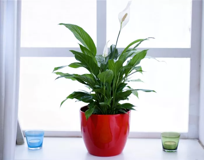 Scheidenblatt - Einpflanzen in ein Gefäß