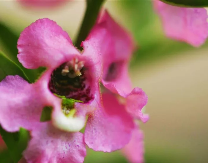Angelonia - Einpflanzen im Garten