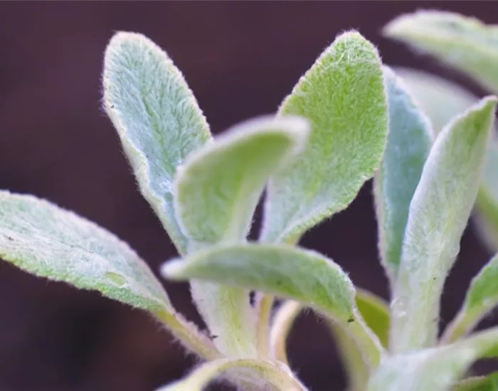 Woll-Ziest - Einpflanzen im Garten