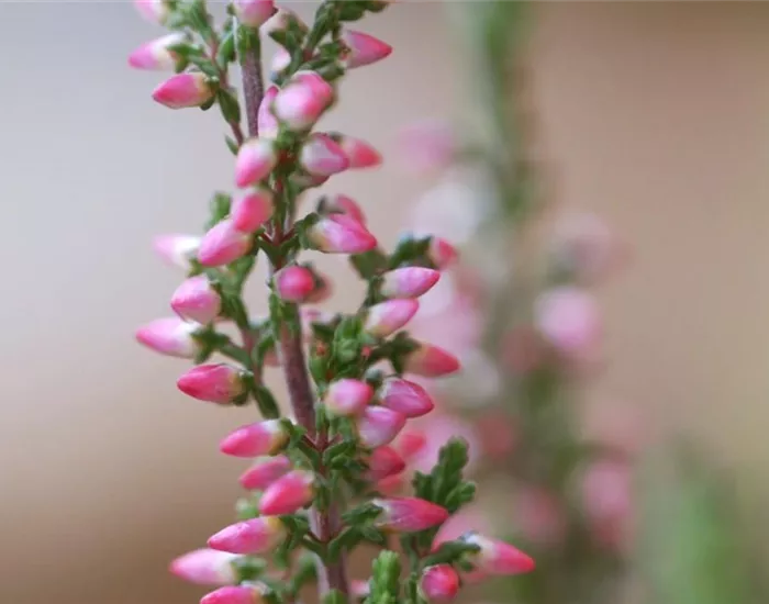 Winterharte Knospenheide - Einpflanzen im Garten