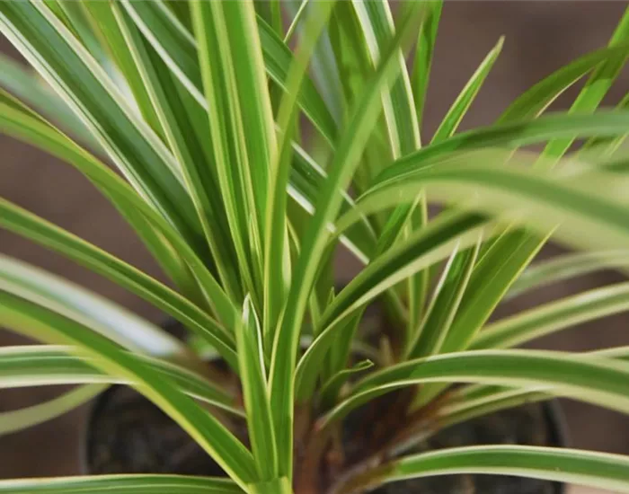 Japansegge - Einpflanzen im Garten