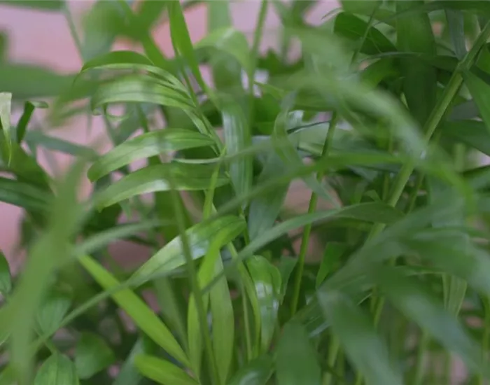 Mexikanische Bergpalme - Umtopfen