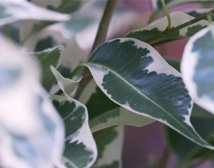 Birkenfeige - Umtopfen