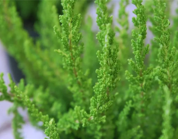 Besenheide - Einpflanzen im Garten