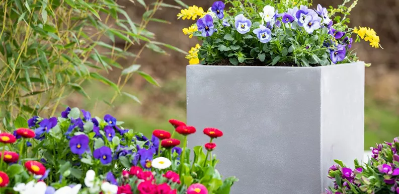Frühlingsblumenmix im Betonkübel