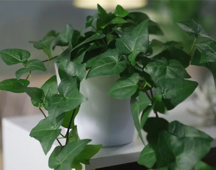 Zimmerpflanzenportrait - Efeu