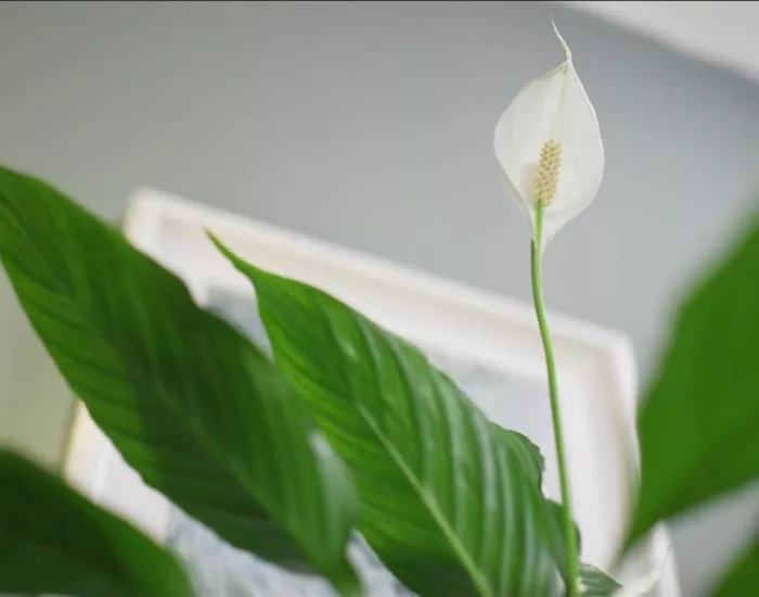 Zimmerpflanzenportrait - Einblatt