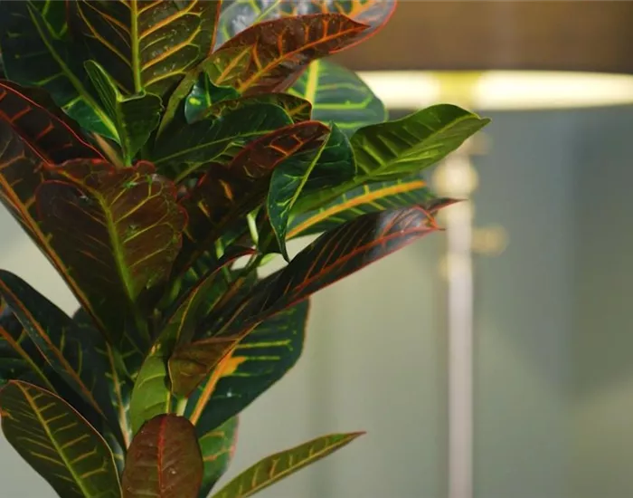 Zimmerpflanzenportrait - Wunderstrauch