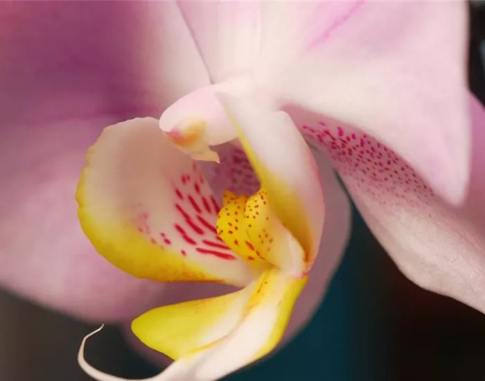 Zimmerpflanzenportrait - Orchidee