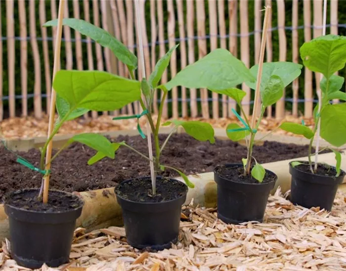 Aubergine - Einfpflanzen im Gemüsebeet